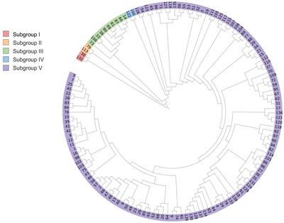 Genetic profiling and PVY resistance identification of potato germplasm resources